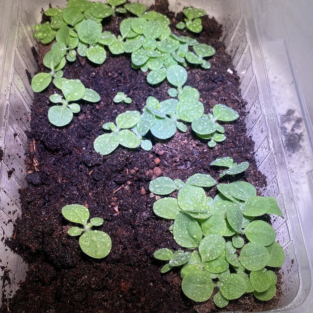 First seedlings