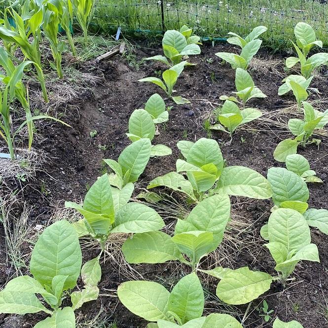 Tobacco plants coming up