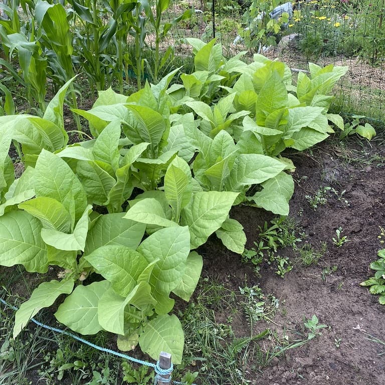 Tobacco plants coming up