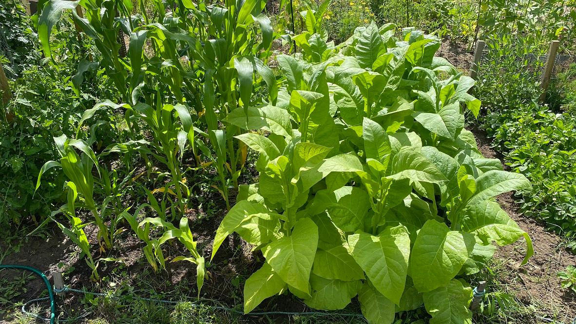 Tobacco plants coming up